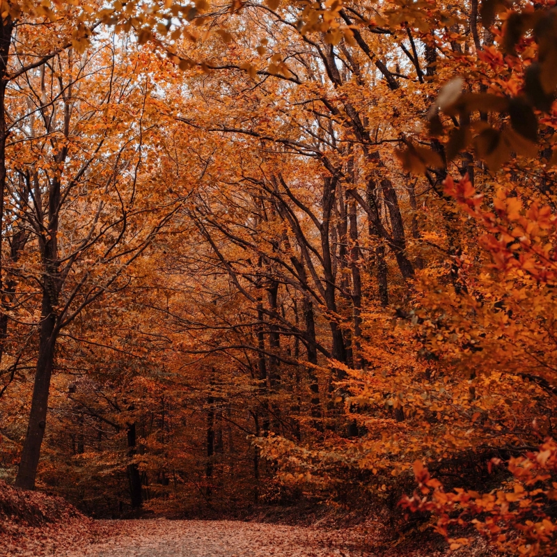 Aromas de otoño: La nueva estación se reconoce también por su aroma.